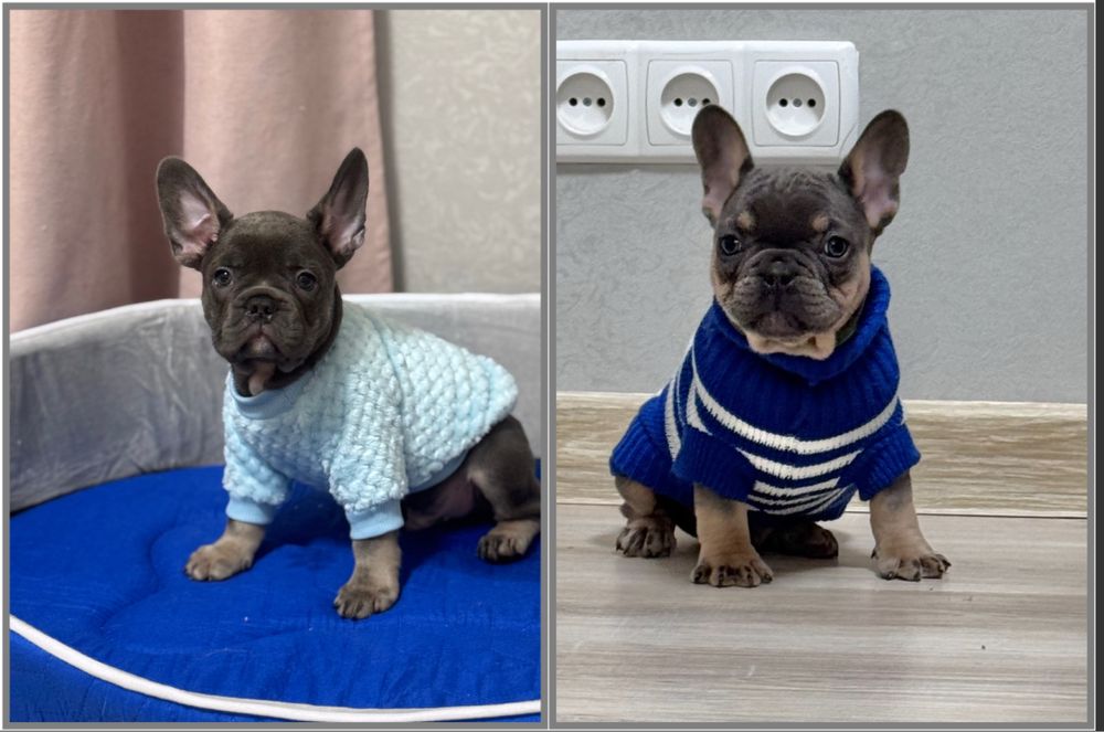 Класні блакитні хлопчики та дівчинка!Доставка по Україні та за кордон