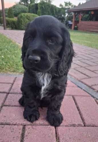 Cocker Spaniel Angielski z rodowodem.
