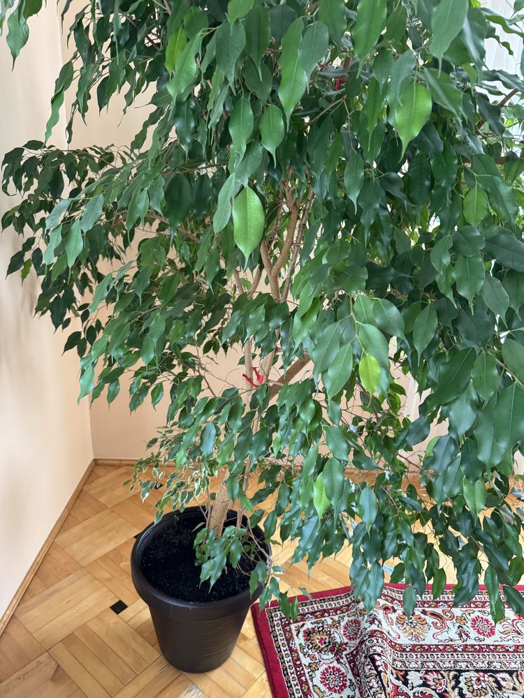 Fikus benjamina.