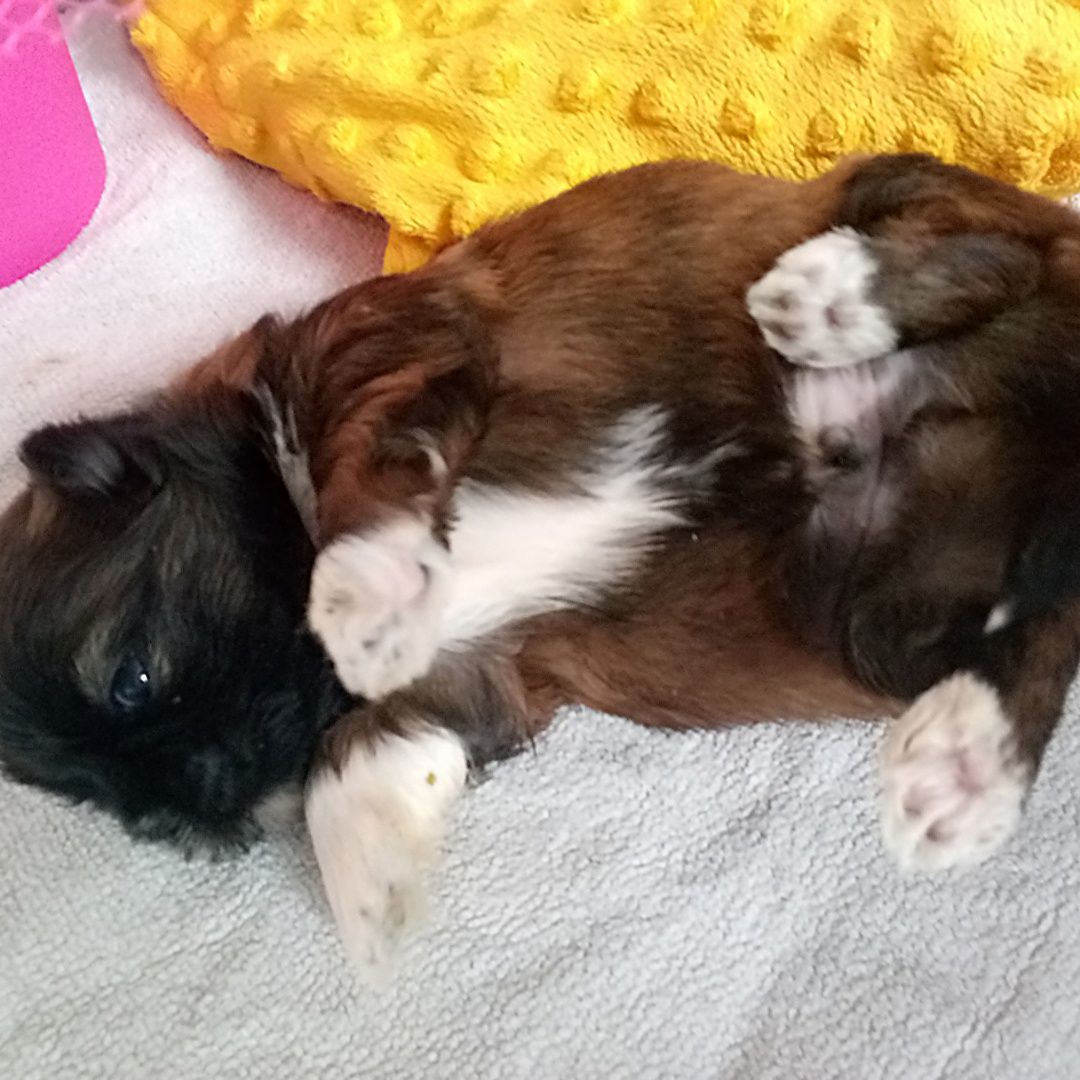 Shihtzu  uroczy piesek