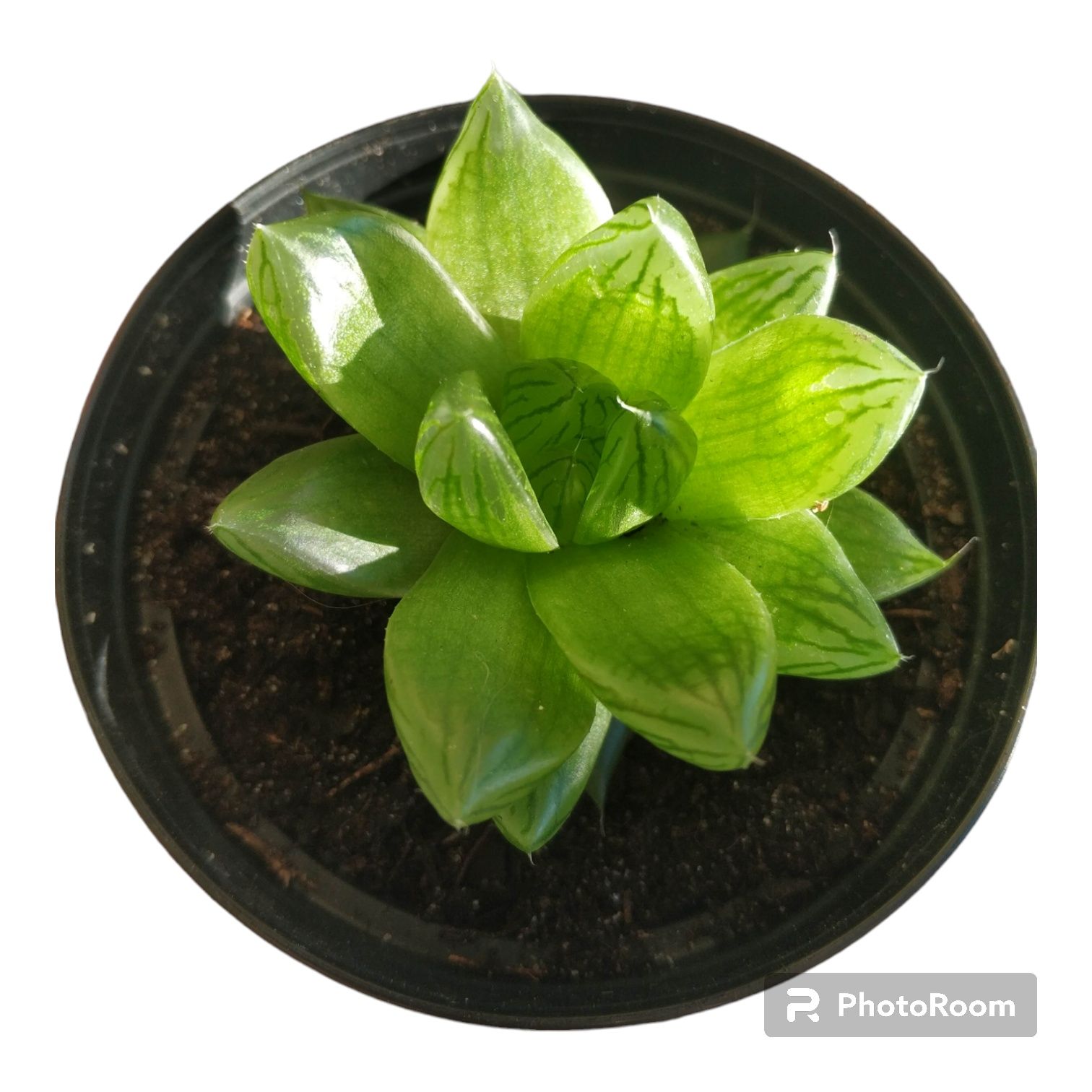 Planta Suculenta Haworthia cooperi