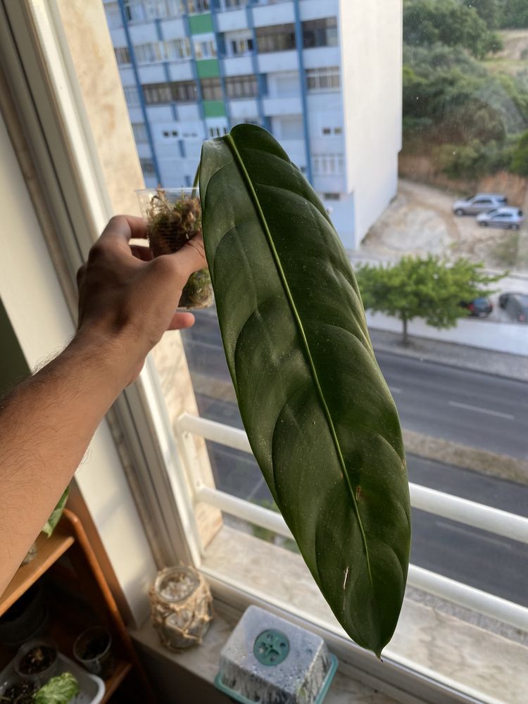 Philodendron Patriciae (cutting)