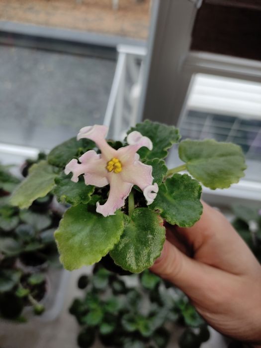 Вазони, фіалки, заміакулькас