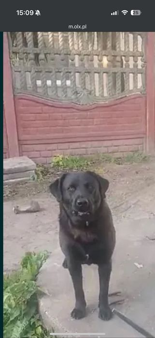 Oddam w dobre ręce psa