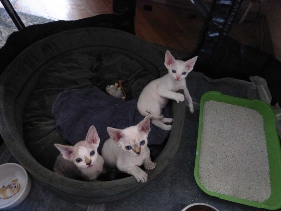 Кошенята Девон-рекс, готові до переїзду