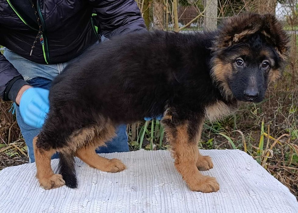 Owczarek niemiecki długowłosy FCI piesek 2 miesiące