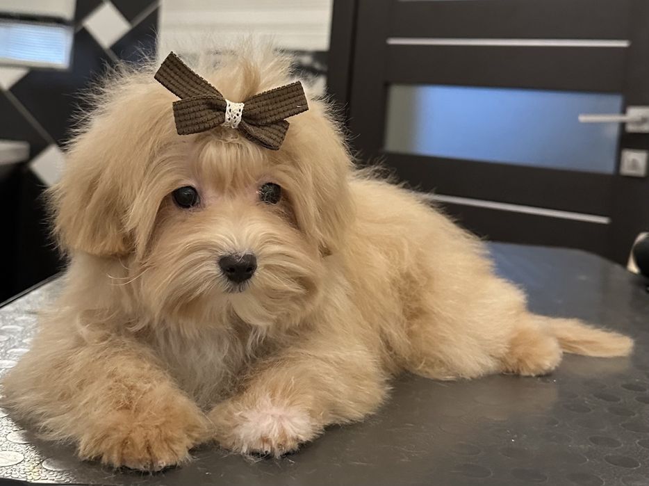 3 міні дівчинки мальтипу ф1, maltipoo f1