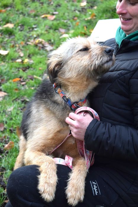 Śliczna, przekochana,grzeczna,tulaśna,młoda, bezdomna sunia szuka domu