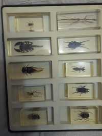 Продам колекцію комах у епоксидній смолі.