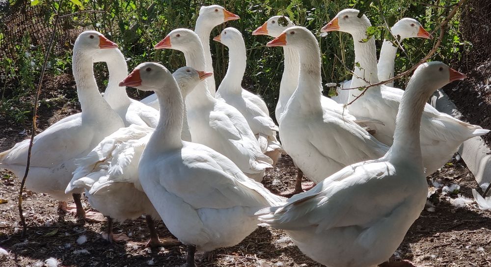 Гуси  Легард(домашні)