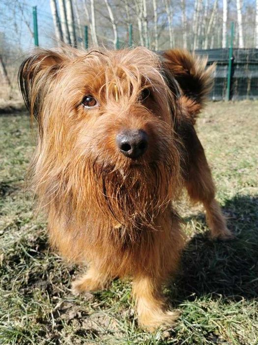 Alfik czeka na dom...