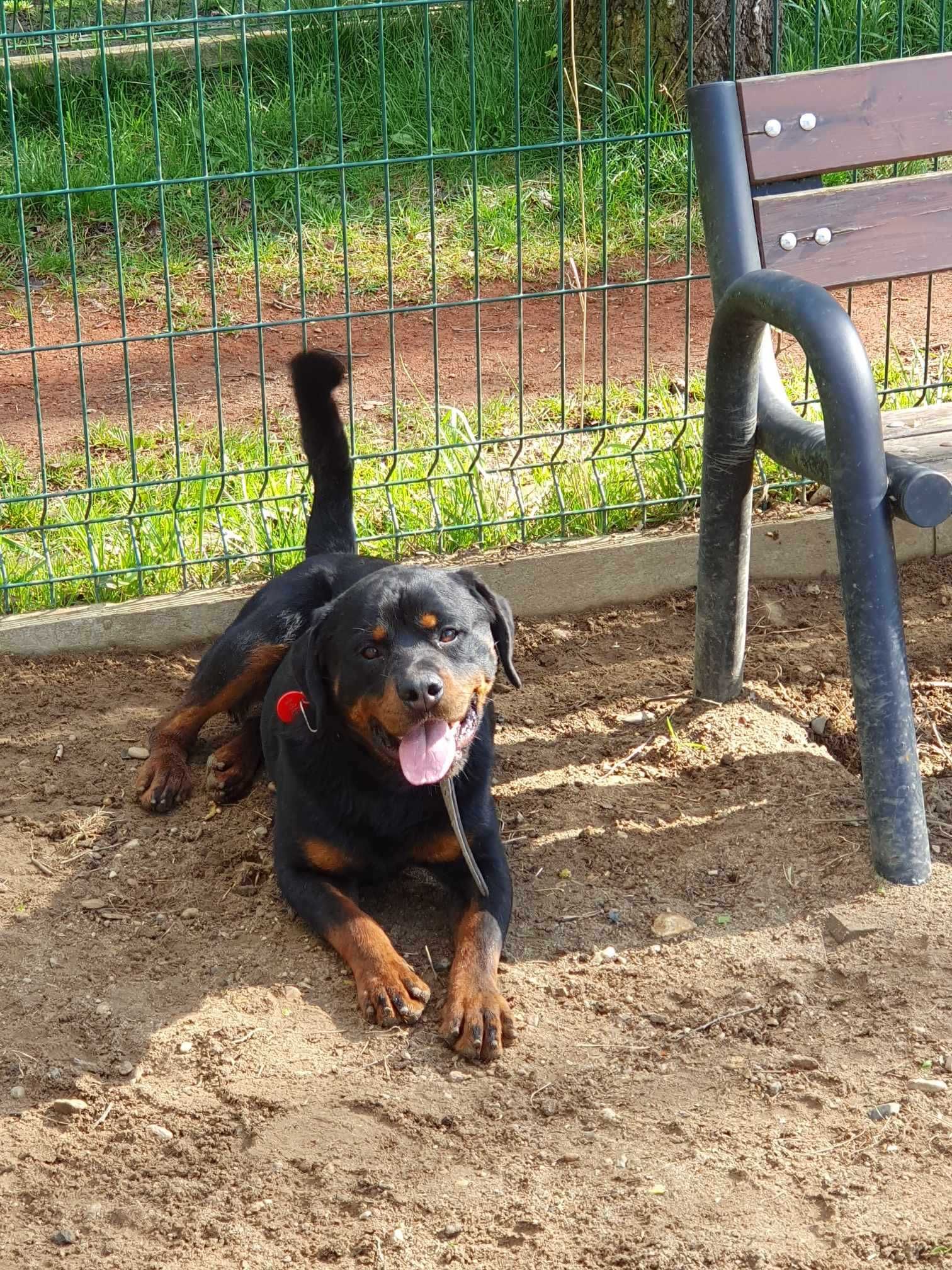 Nando w typie rottweilera - schronisko