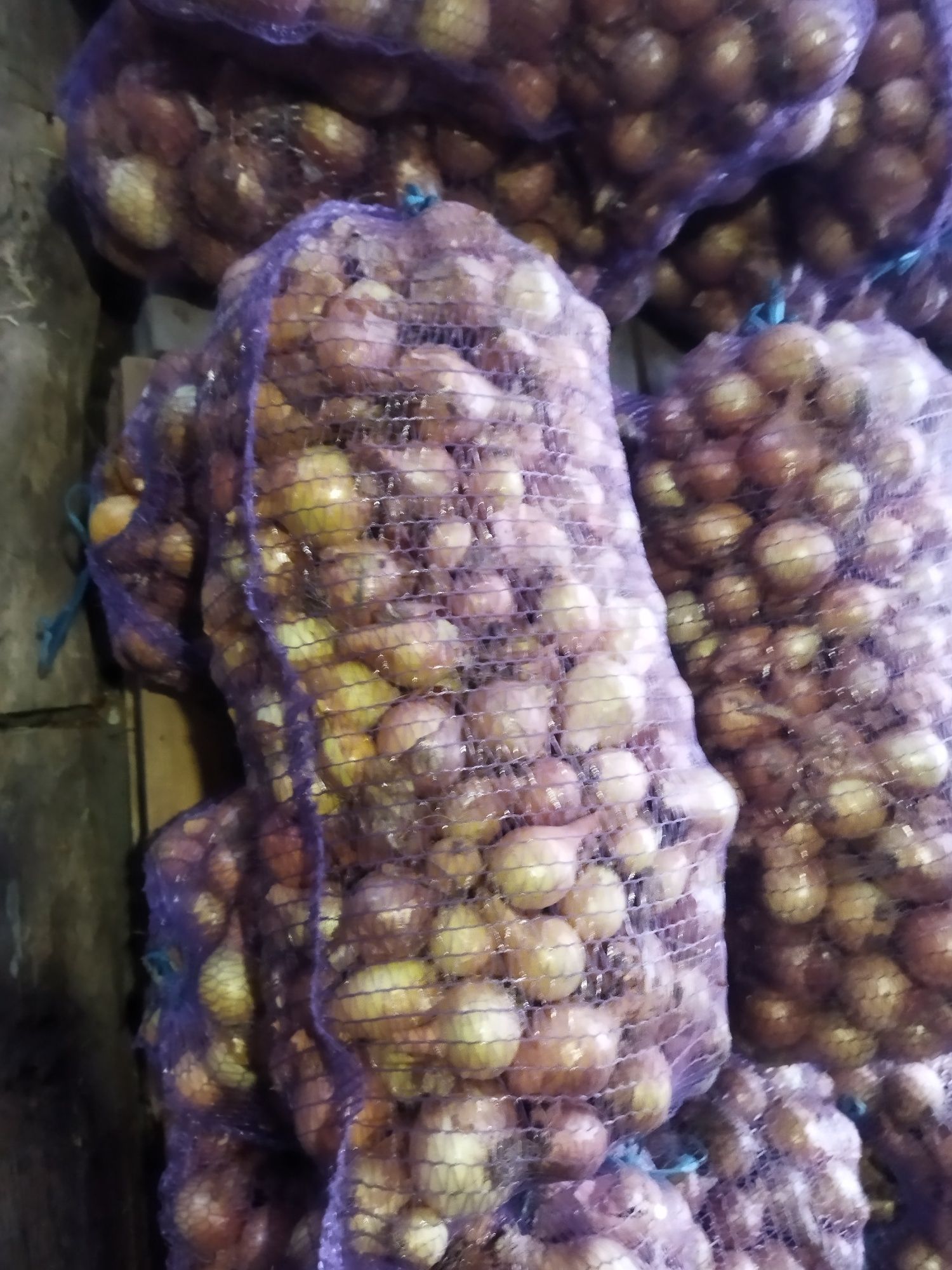 Продам цибулю Голандського сорту радар