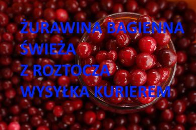 Żurawina bagienna z Roztocza świeża na zamówienie wysyłka cena za kg