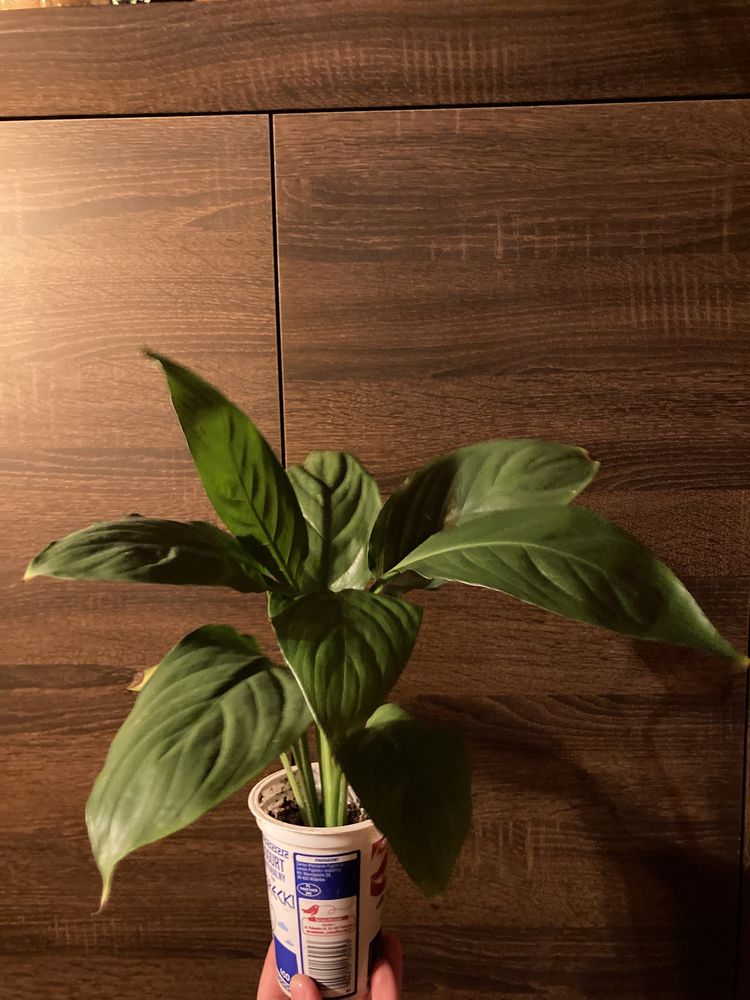 juka, dracena rośliny zielone, rośliny ozdobne