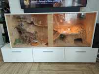 Terrarium 150x52x64 cm wraz z  agamą brodatą i całym wyposażeniem
