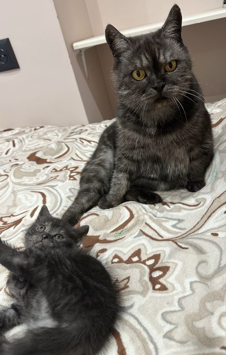 Котик в добрі руки