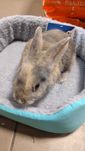 Młodziutkie króliczki miniaturki w sklep zoologiczny Pawik.pl Strzyżów