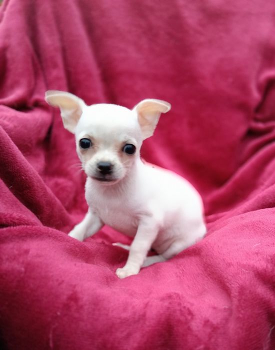 Śliczna sunia chihuahua krótkowłosa ZKwP FCI