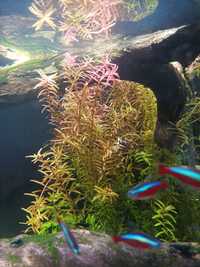 Rotala colorata Yao Yai