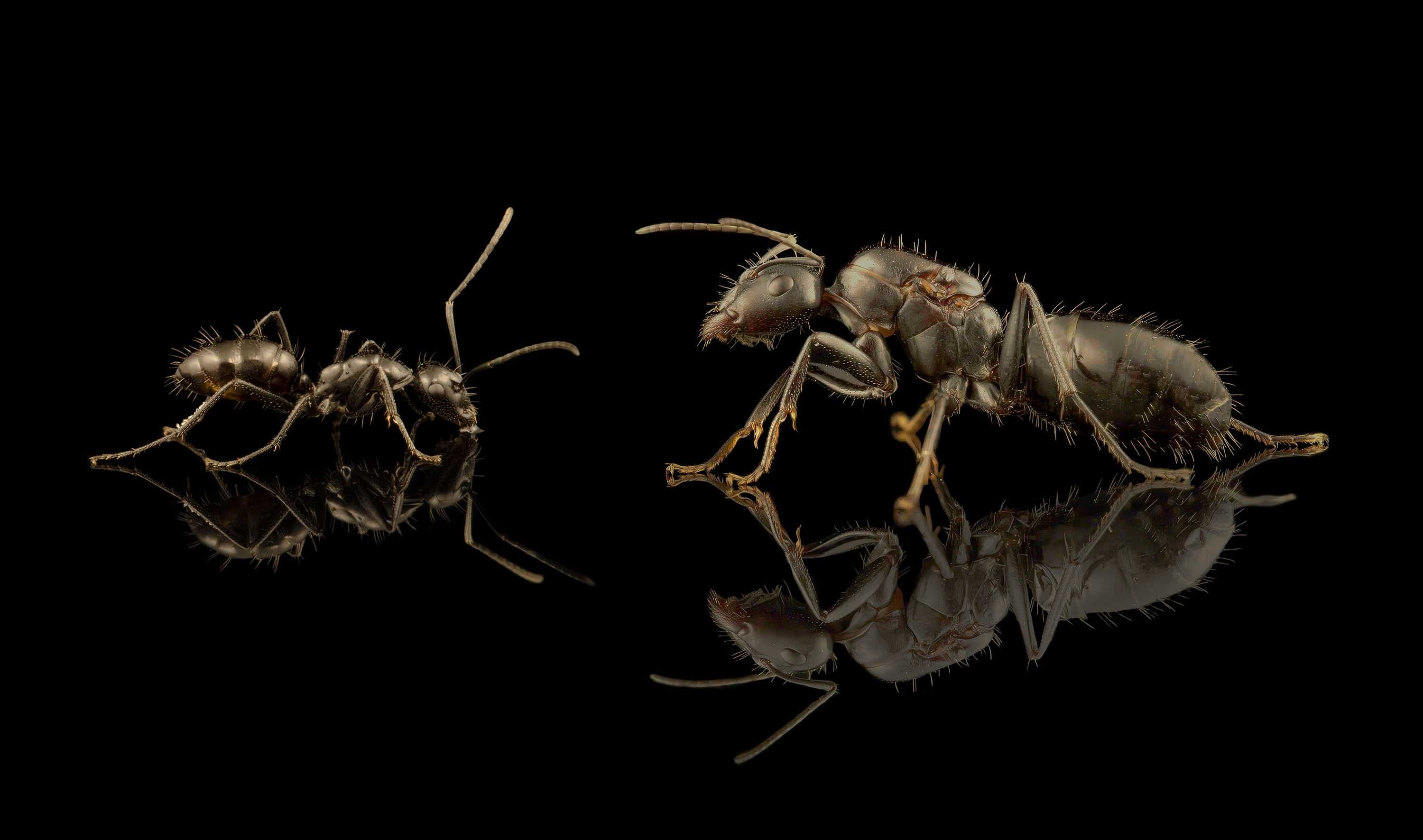 Camponotus foreli Q + 1-2w