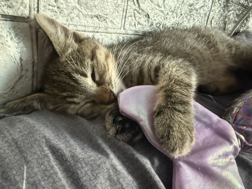 Котенок бесплатно