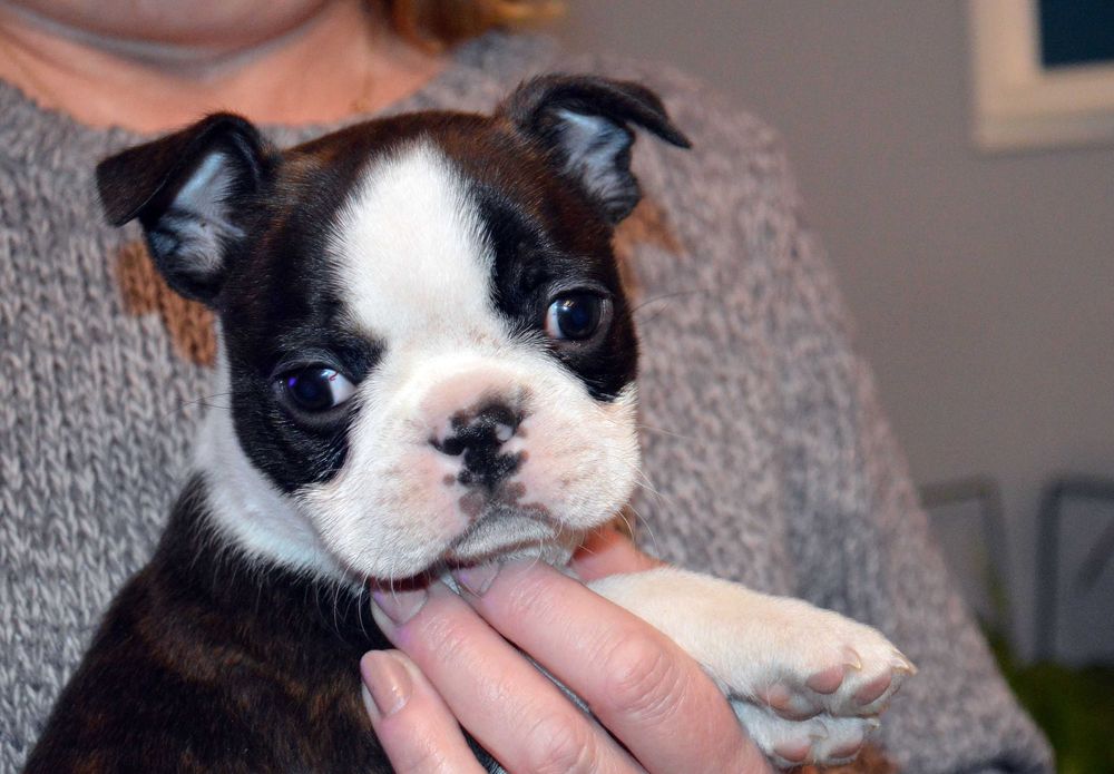 Boston Terrier suczka ZKwP, po Championie