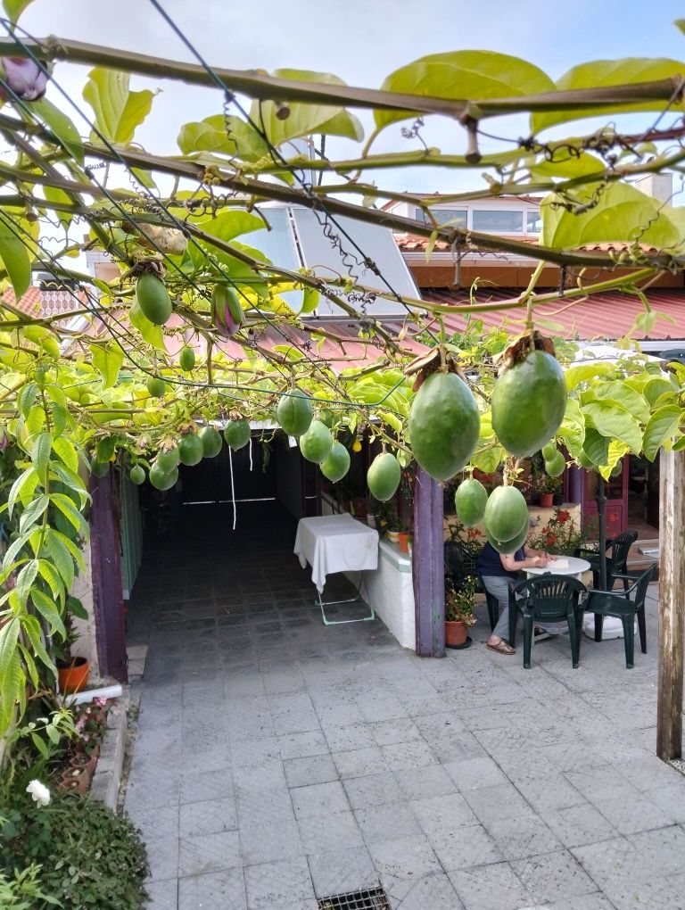 Plantas de maracujá alata gigantes