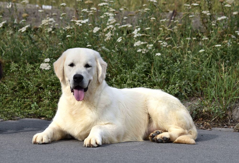 Продається дівчинка голден
