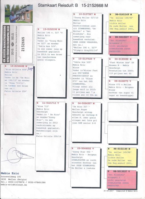 Młode 2025 Para 124 Szpak Mobis &Team Thorsten gołąb gołębie pocztowe