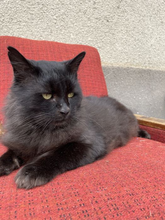 Котик в добрые руки