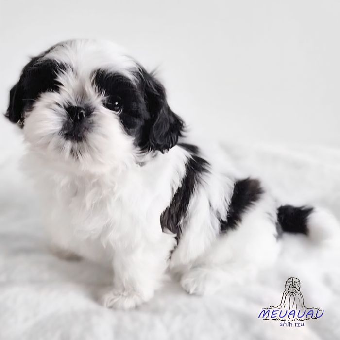 Filhote Macho Shih Tzu