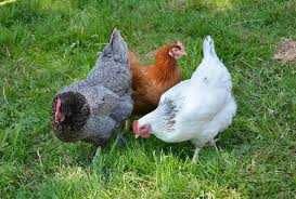 Kury Nioski z wolnego wybiegu ! Rossa Messa Astra Leghorn ! Zapraszam