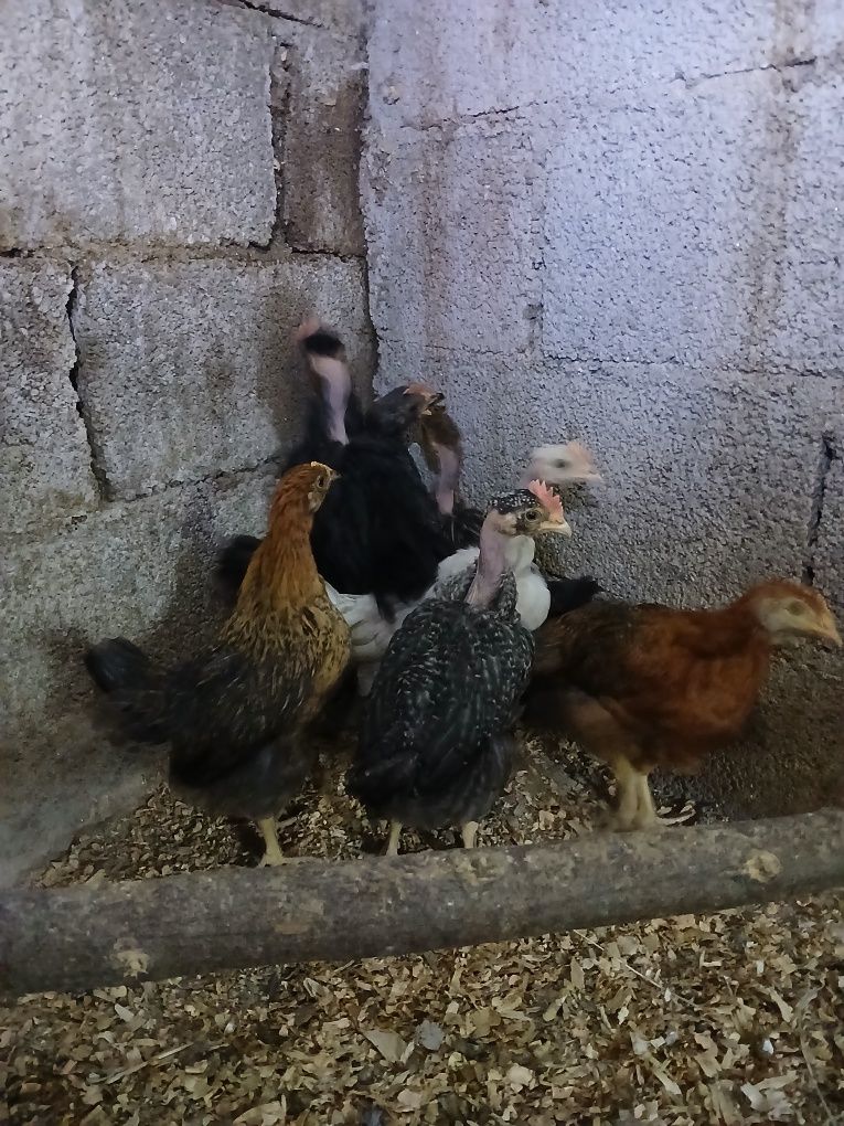 Pintos de varias idades