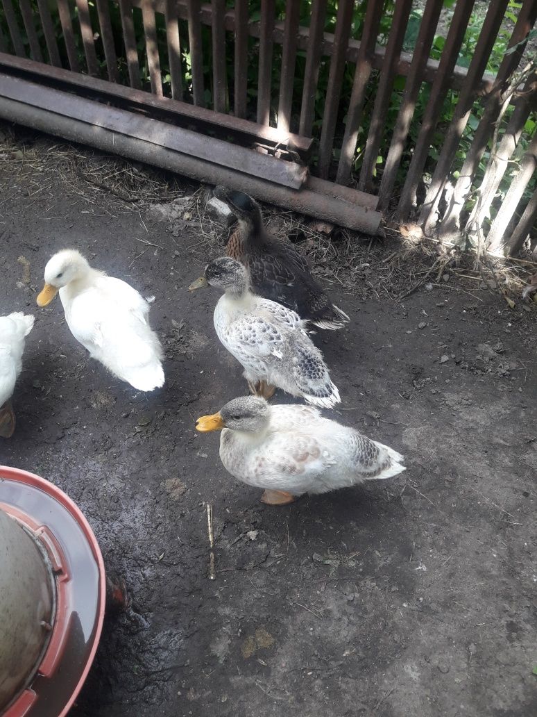 Kaczki Call duck
