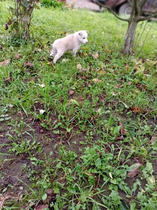 Хаскі цуценята шукають люблячих господарів