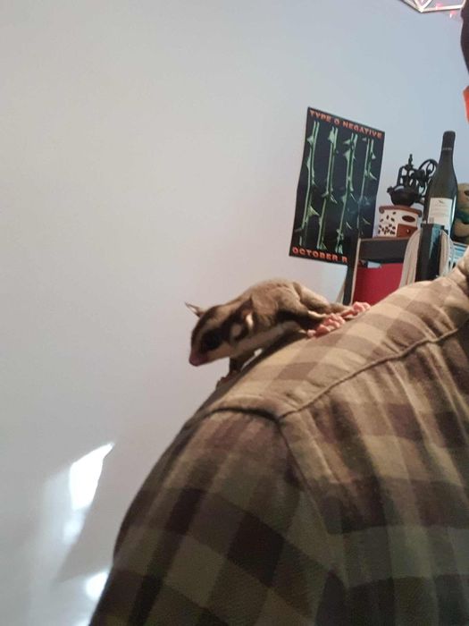 Młode Lotopałanki | Sugar Gliders