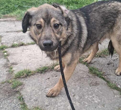 Kontaktowy, miły piesek MISTRZUŚ szuka domku!