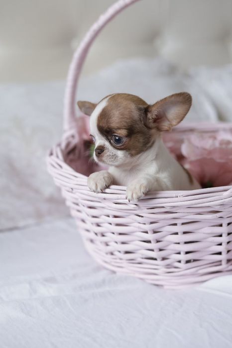 Ultra mini unique dziewczynka chihuahua fci