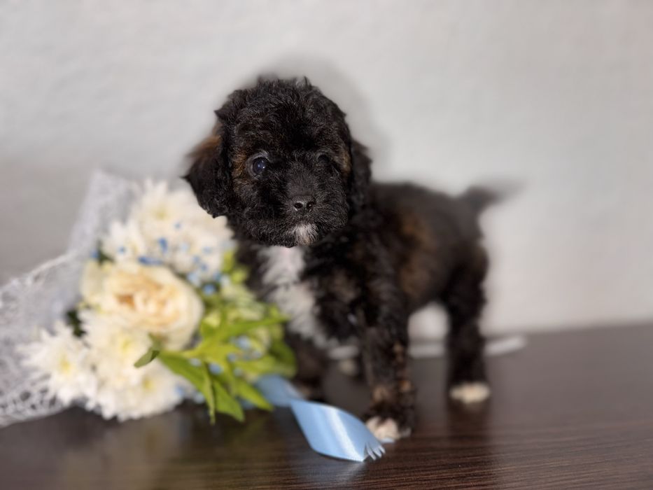 Дуже гарний та розумний пудельок