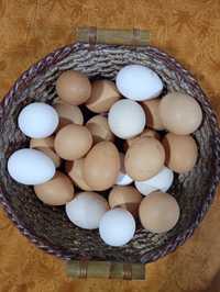 Ovos galados galinha leghorn, sussex light, pedrês.  Preço da dúzia.