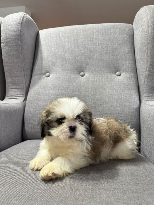 Szczeniak Piesek SHIH TZU