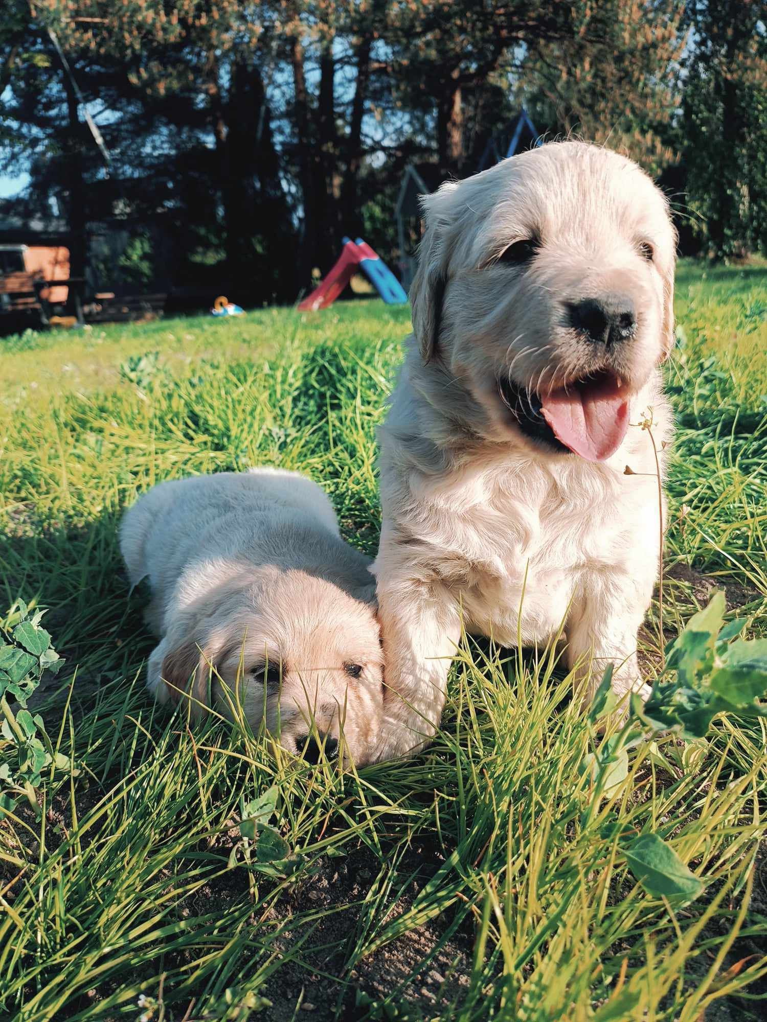 Golden retriever szczeniak