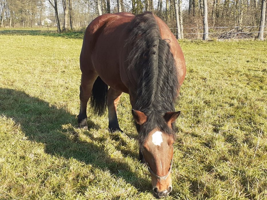 Klacz gniada zimnokrwista PKZ Polski Koń Zimnokrwisty źrebna
