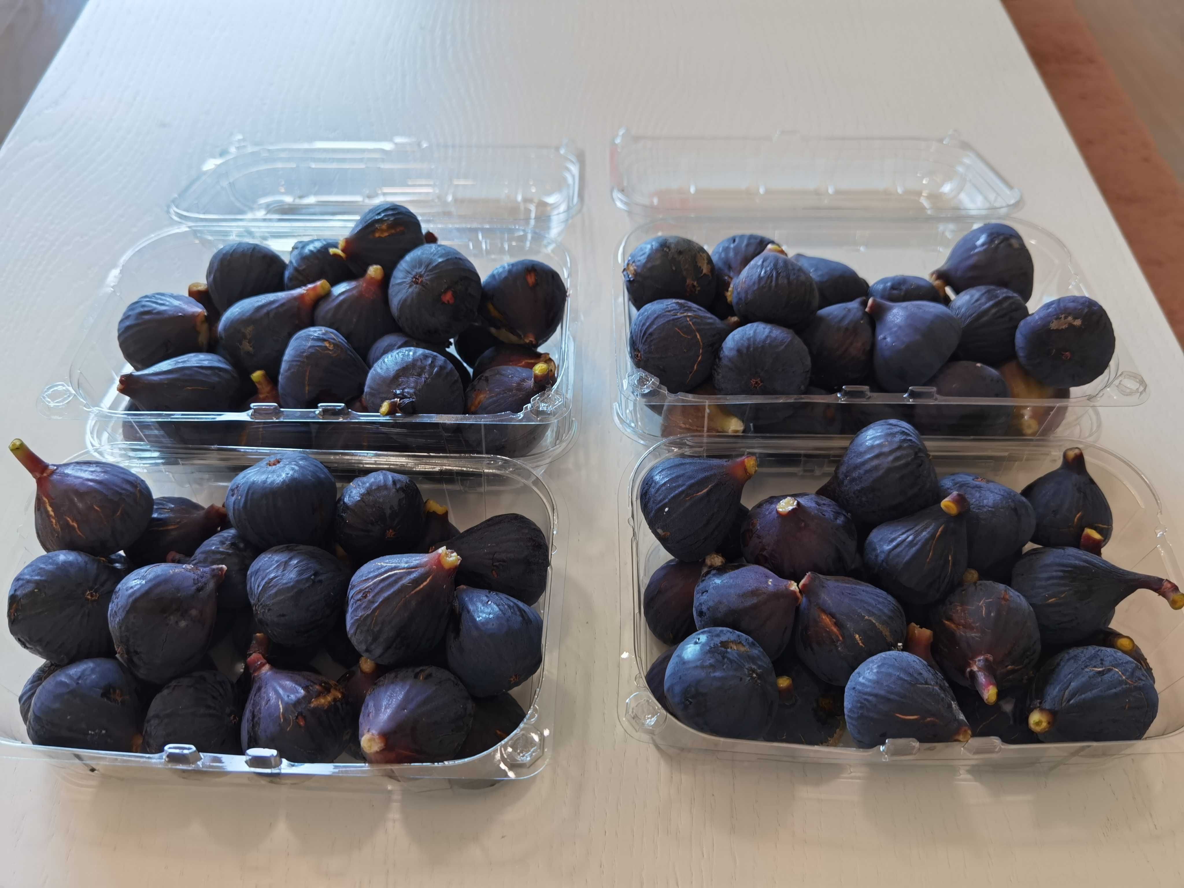 Figos Pretos / Roxos