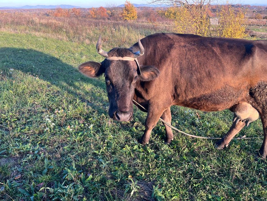 Продам корову 5 років