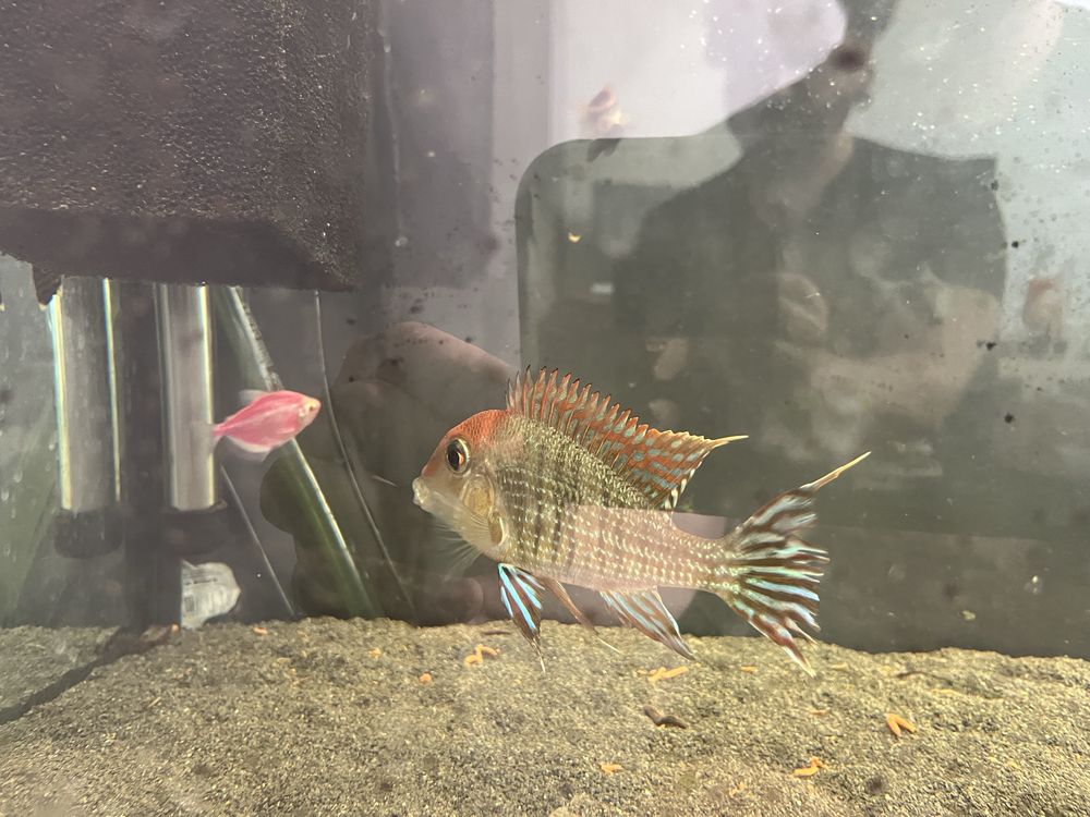 Ziemiojad geophagus tapajos red head samiec dorosły