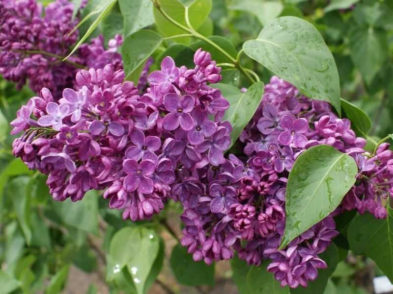 Lilak na pniu- HIT w ogrodzie !!!