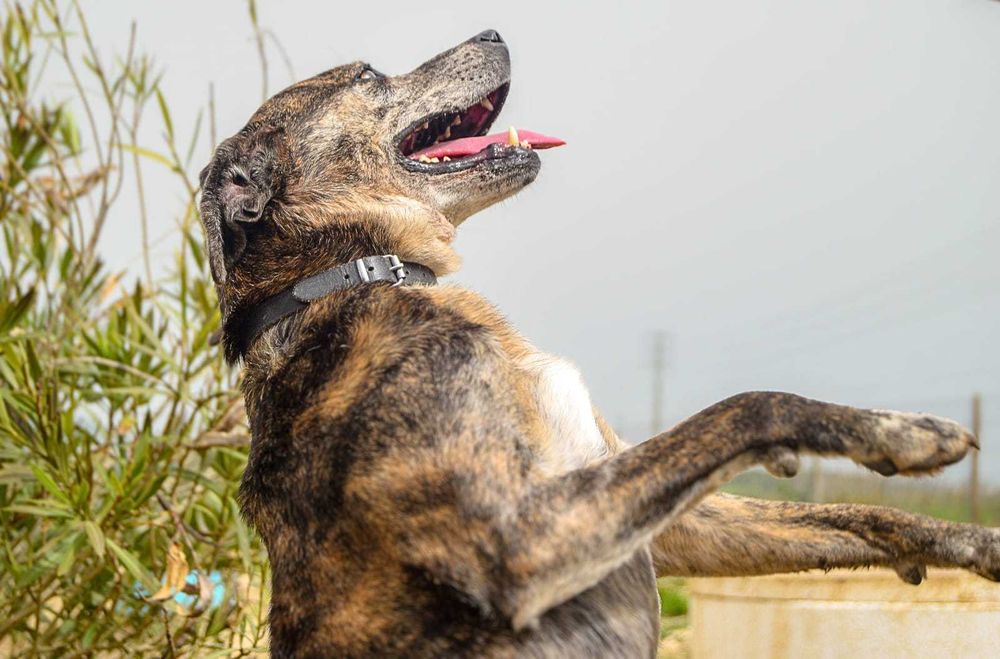 Liana - cadela média para adoção