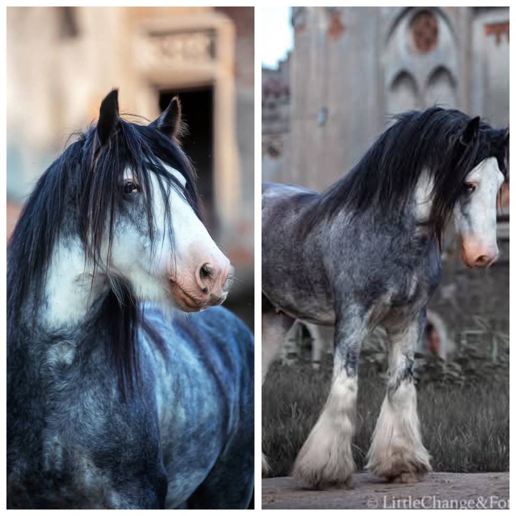 Ogierek Gypsy Cob (nie Tinker) po multichampionie.